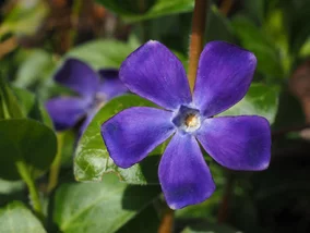 Miniatura: Zamiast trawy posiej to – ogród bez...