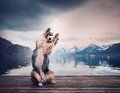 Miniatura: Czeska fotografka robi zdjęcia psom....