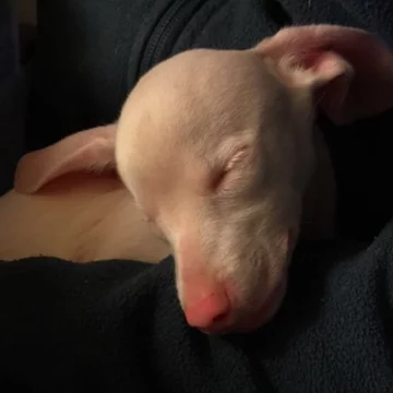 Pies Piglet 