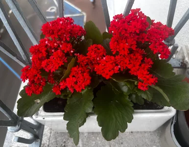 Miniatura: Wyjechałam na urlop na 2 tygodnie, a te...