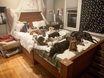 Psy, którymi opiekuje się Chris i Mariesa 