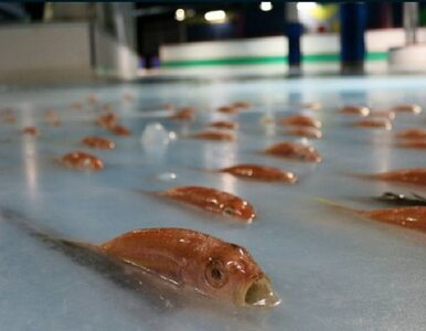 Miniatura: Lodowisko pełne martwych ryb. „Zamrożony...