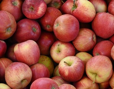 Miniatura: Jak przechować jabłka przez całą zimę?...
