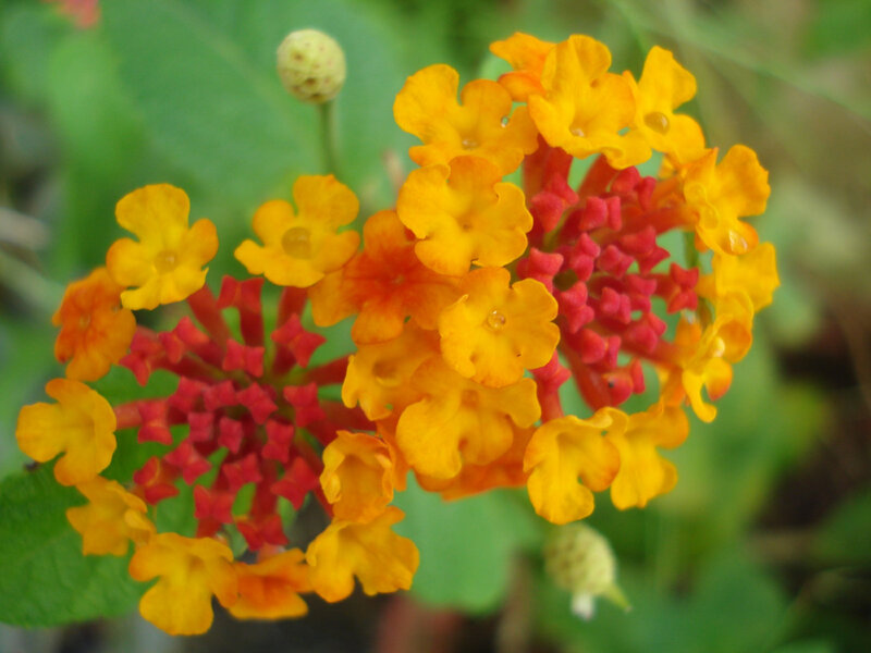 Lantana pospolita