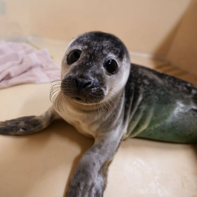 Foka uratowana przez organizację Seal Rescue Ireland 