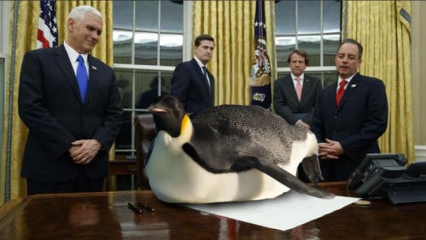 Pingwin zamiast Trumpa 