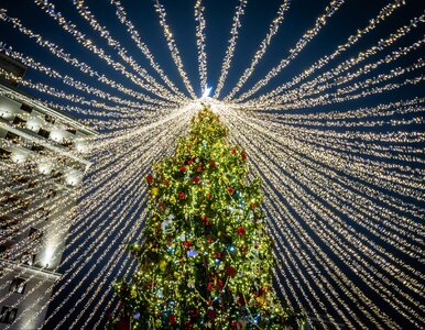 Miniatura: Oto najpiękniejsza choinka na świecie....