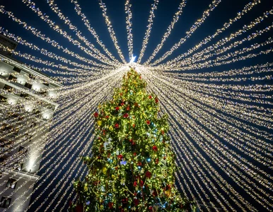 Miniatura: Oto najpiękniejsza choinka na świecie....