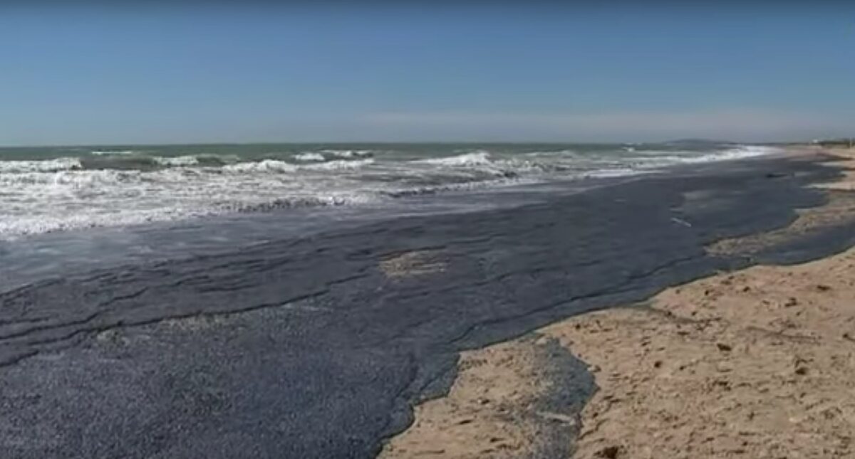 Velella 