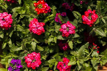 Lantana pospolita