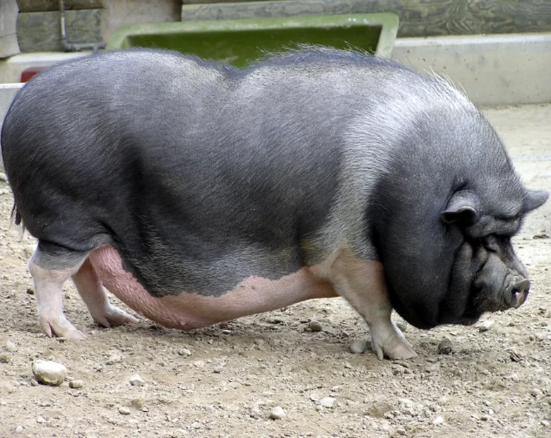 Miniatura: Warszawa. Świnia-recydywistka uciekła z...