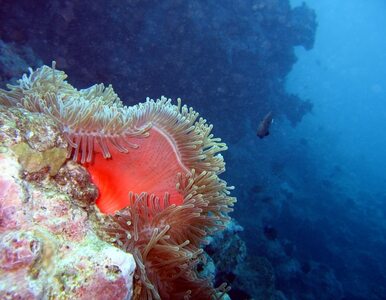 Wielka Rafa Koralowa w niebezpieczeństwie
