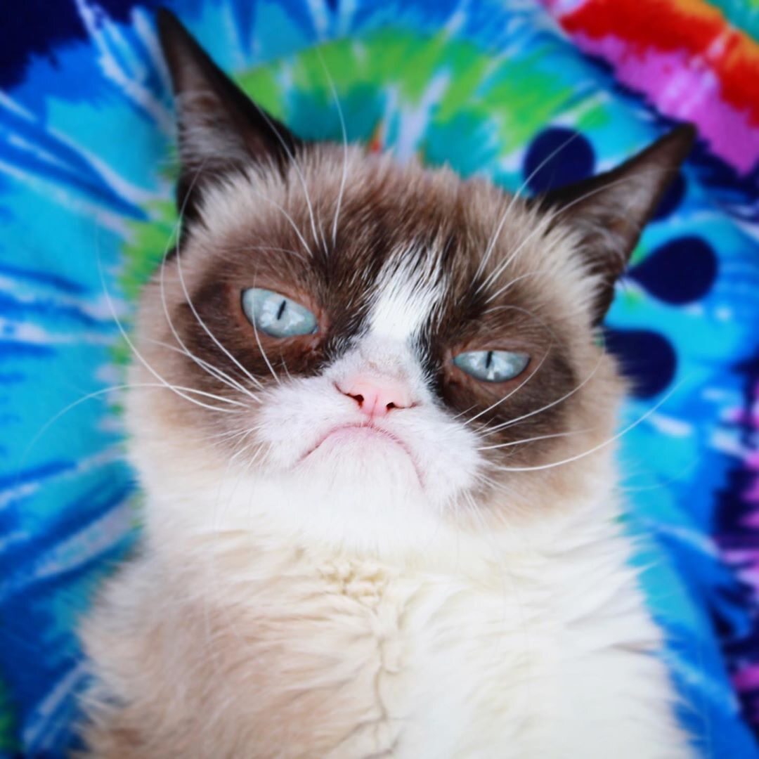 Grumpy Cat 