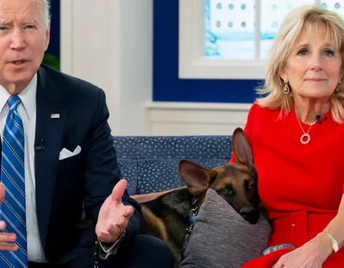 Miniatura: Commander poza Białym Domem. Pies Bidenów...