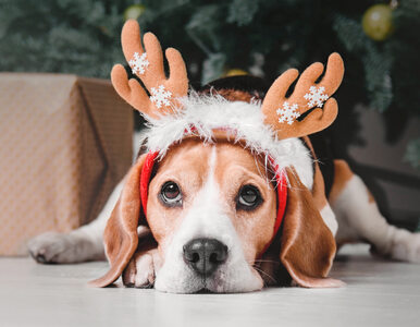 Miniatura: Specjalna, świąteczna piosenka dla psów....