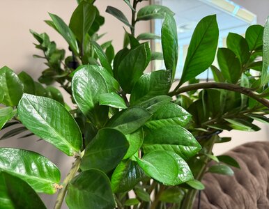 Miniatura: Zalej wodą, zblenduj, podlej. Jędrne...