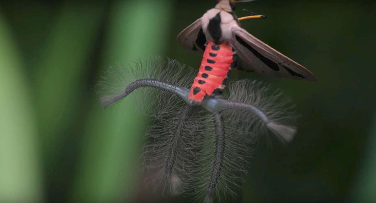 Creatonotos gangis 