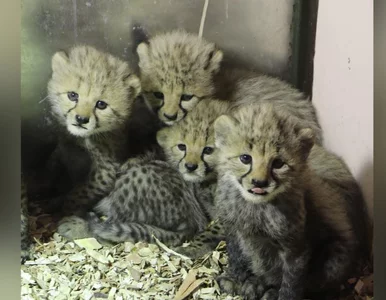 Miniatura: Niezwykłe narodziny w gdańskim zoo....