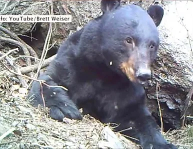 Miniatura: Mężczyzna odkrył, że ma niedźwiedzia za...