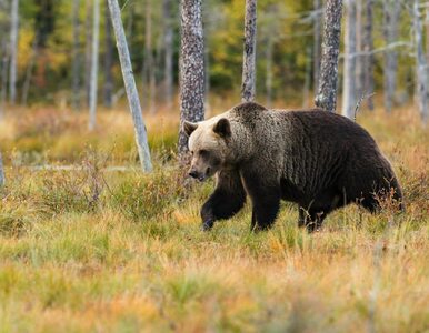 Miniatura: Atak niedźwiedzia w Bieszczadach....