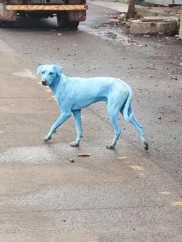 Na ulicach Mumbaju zauważono niebieskie psy 