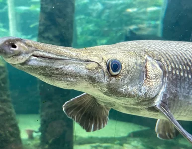 Miniatura: Podczas transportu ryba straciła na wadze....