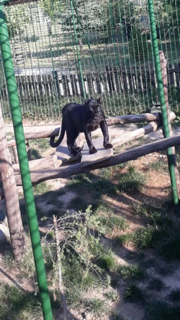 Zwierzęta w ZOO Wojciechów 