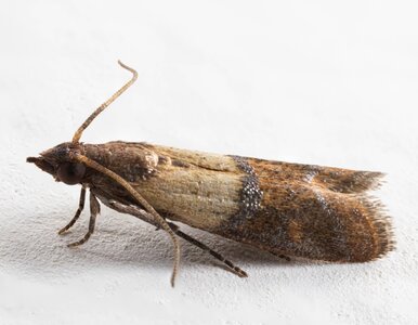 Miniatura: Rozkładam w szafkach tę przyprawę. Dla...
