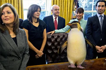 Pingwin zamiast Trumpa 