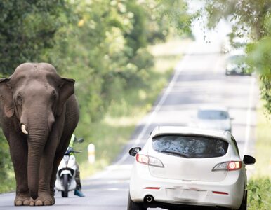 Miniatura: Słoń zaskoczył kierowców. Zwierzę uciekło...