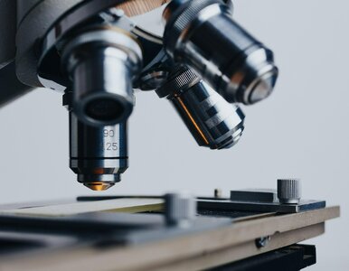 Miniatura: Badają na nich uzależnienie od nikotyny....