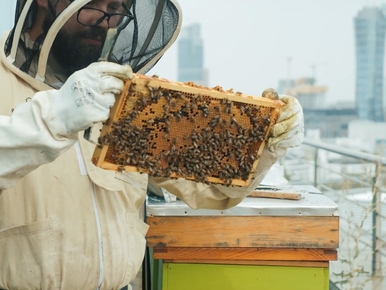 Miniatura: Tak pszczelarze pozyskują miód z miejskich...