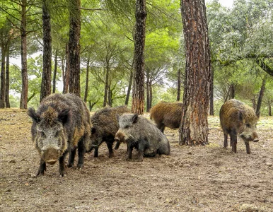 Miniatura: Dziki opanowały część Krakowa. Mieszkańcy...