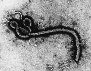 Ebola atakuje. Odnotowano 13 nowych przypadków zachorowań