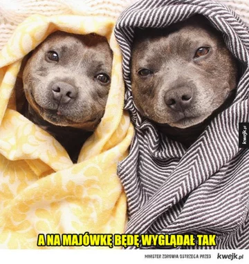 Memy na majówkę 