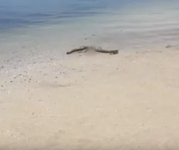 Tajemnicze znalezisko na plaży 