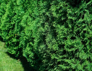 Miniatura: Zamiast wylewać do zlewu, podlej tym tuje....