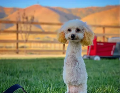 Miniatura: Cora, uroczy pudel, który porusza się na...