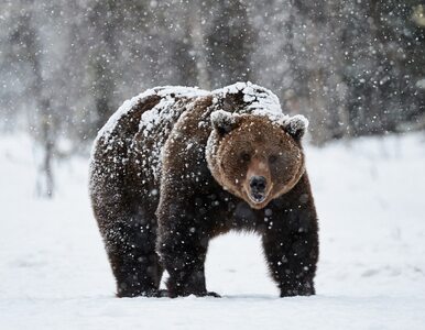 Miniatura: Niedźwiedzie budzą się z zimowego snu. TPN...