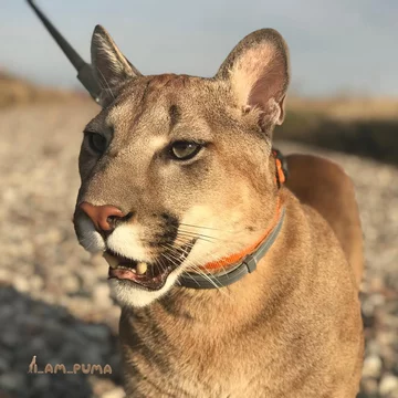 Puma Messi 