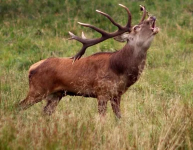 Miniatura: Narciarzu - uważaj na... jelenie