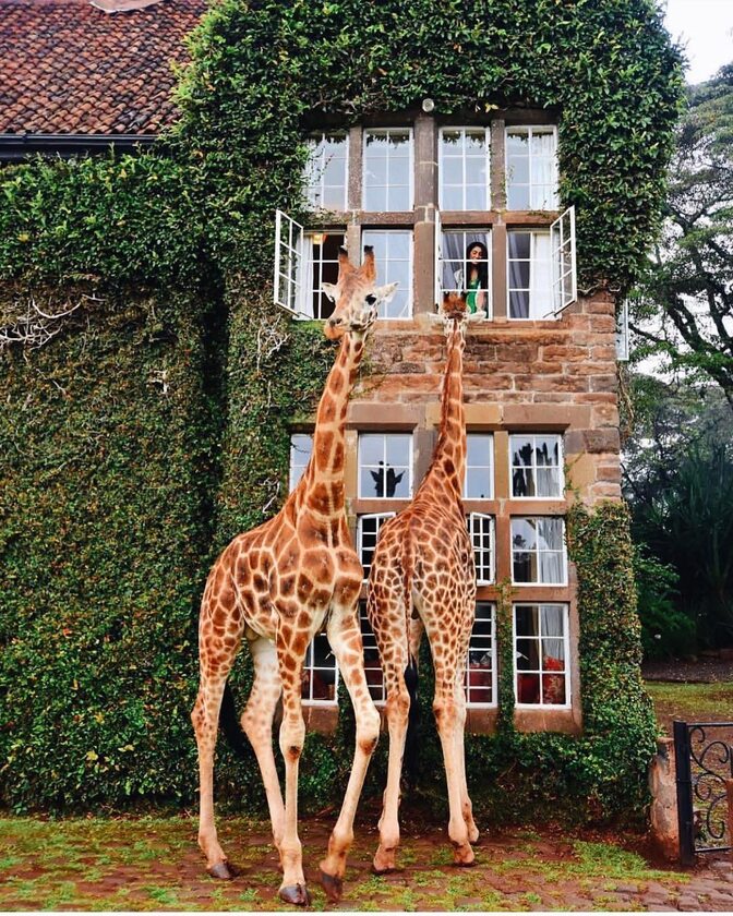 Giraffe Manor, Nairobi, Kenia 