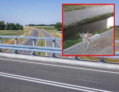 Miniatura: Niecodzienny widok na Pomorzu. Biała łania...