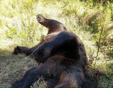 Miniatura: Martwa niedźwiedzica znaleziona w Tatrach....