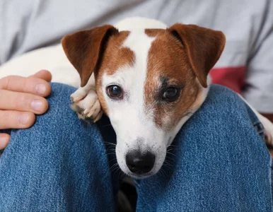 Miniatura: Psy rozumieją więcej, niż myślimy....