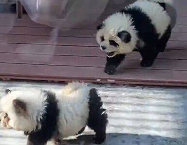Miniatura: Pomalowali psy, żeby udawały pandy....