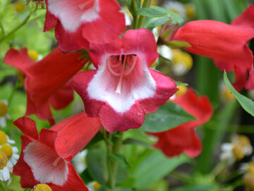 Penstemon rubicundus