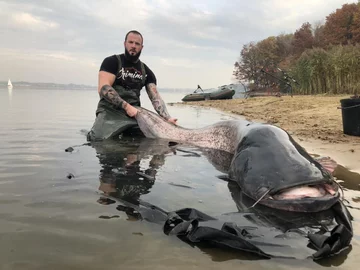 Sum złowiony w Zalewie Rybnickim 