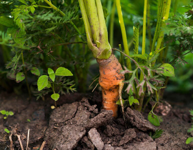 Miniatura: Marchew nie wschodzi? Winna jest gleba –...