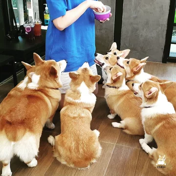 Psia kawiarnia w Bangkoku 